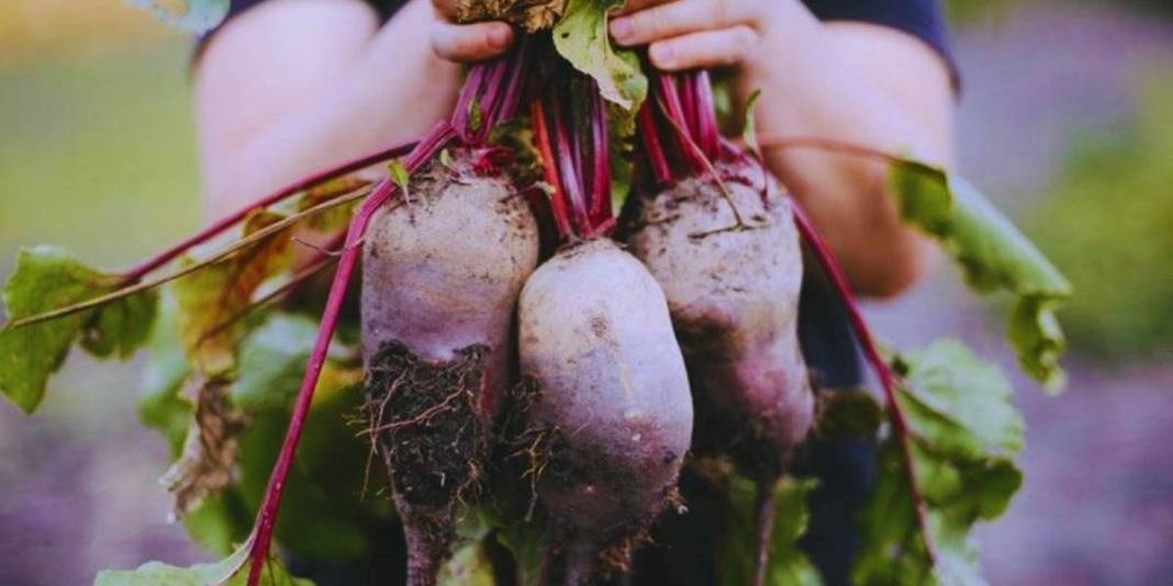 Fiyatı uygun, faydası büyük! Yıl boyunca tezgahları süslüyor: Kilosu sadece 40 TL’ye satılıyor 1